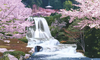 Sagura Japan Cherry Blossom Moving Waterfall Image
